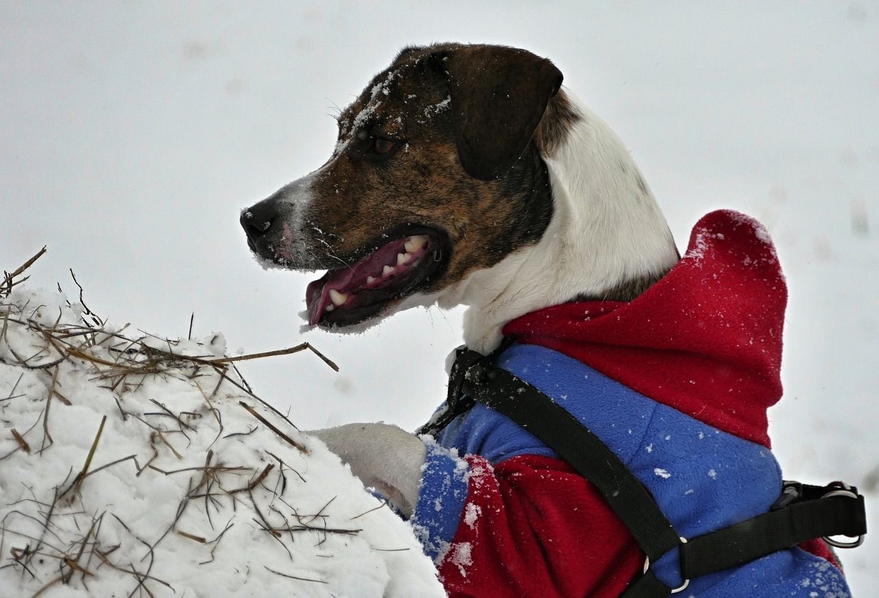Jak wybrać ubranko dla psa na chłodną pogodę?