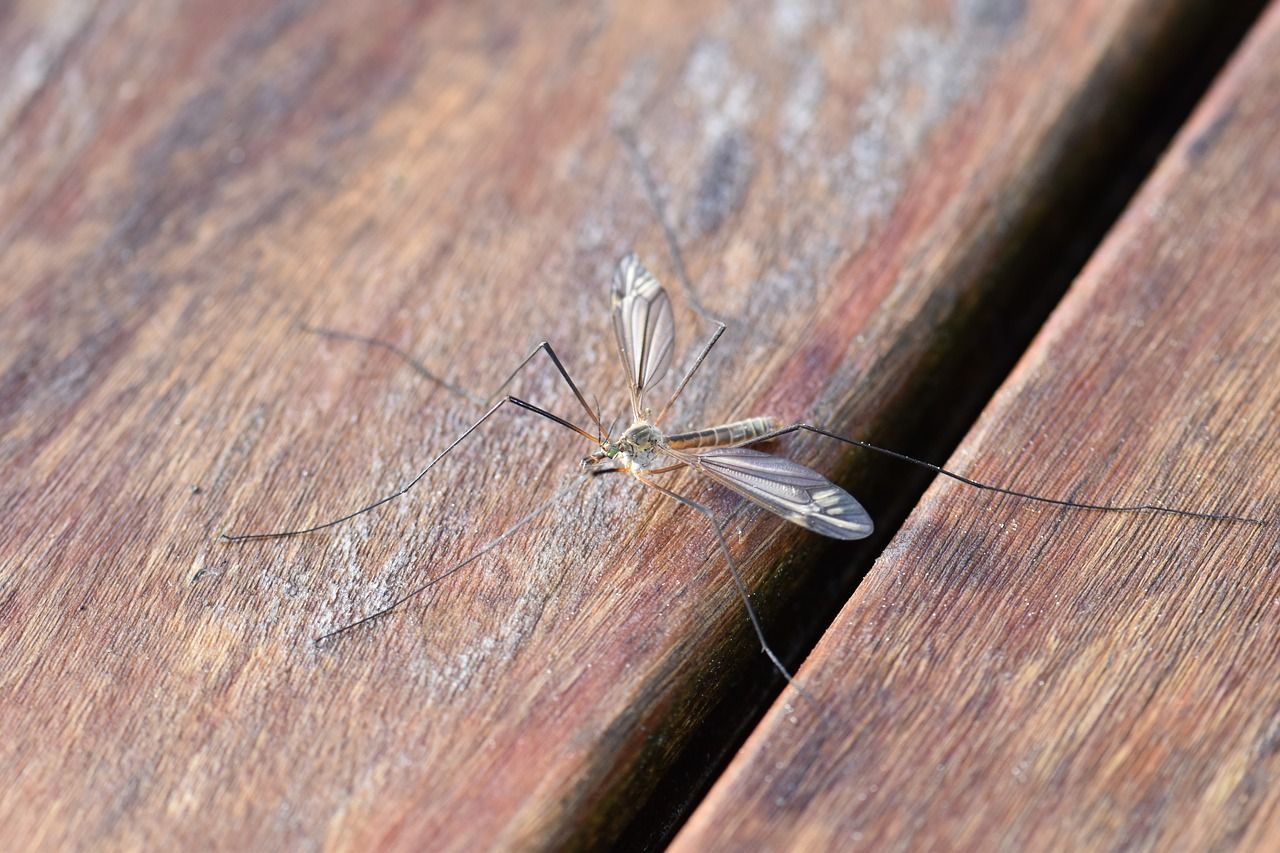 Jak skutecznie bronić się przed komarami?